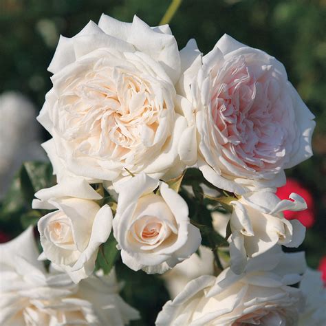 herloom roses|heirloom climbing roses for sale.